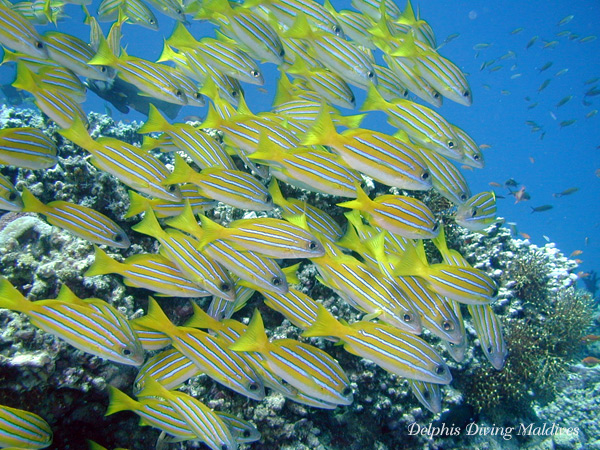 Diving Maldives