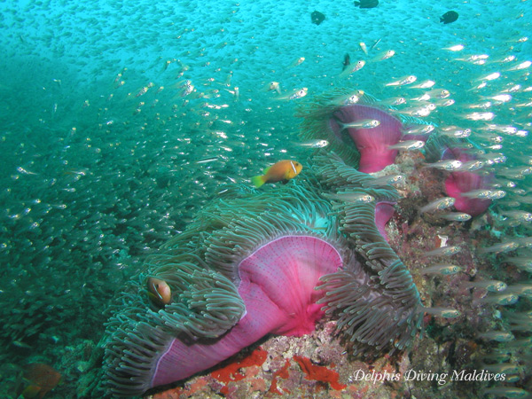 Diving Maldives