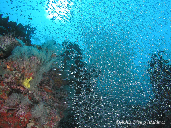 Diving Maldives
