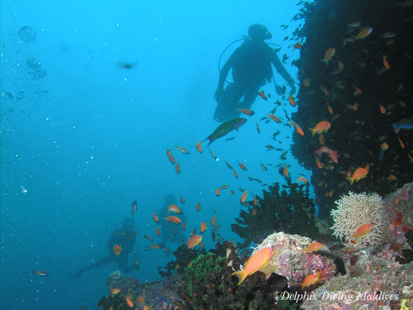 Diving Maldives