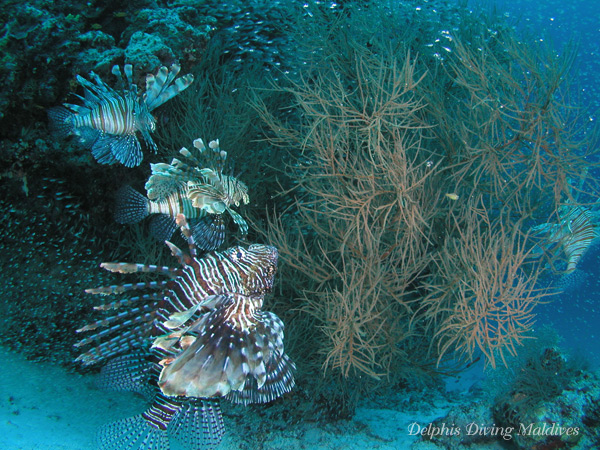 Diving Maldives