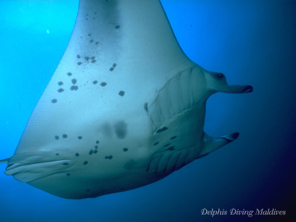 Diving Maldives