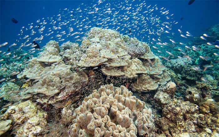 Hurawalhi Island Resort